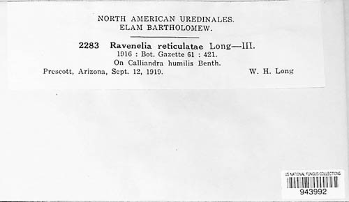 Ravenelia reticulatae image